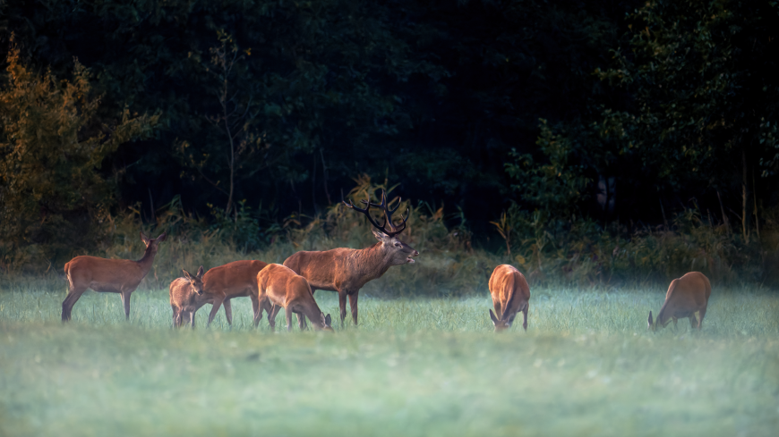 Recker Moor