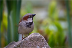 Haussperling, Spatz, Foto Büscher, Felix Büscher