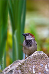 Haussperling, Spatz, Foto Büscher, Felix Büscher