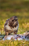 Bussard, Felix Büscher, Foto Büscher 