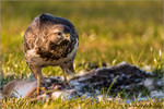 Bussard, Felix Büscher, Foto Büscher r