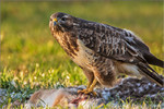 Bussard, Felix Büscher, Foto Büscher 
