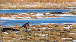 Bussard, Felix Büscher, Foto Büscher 