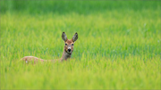 Reh, Rehe