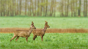 Reh, Rehe