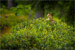 Sciurus vulgaris