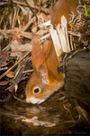 Sciurus vulgaris