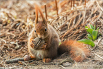 Sciurus vulgaris