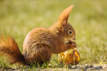 Sciurus vulgaris