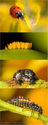 Foto Büscher
