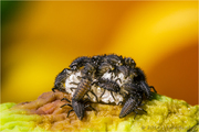 Foto Büscher