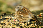 Heckenbraunelle, Foto Büscher, Felix Büscher